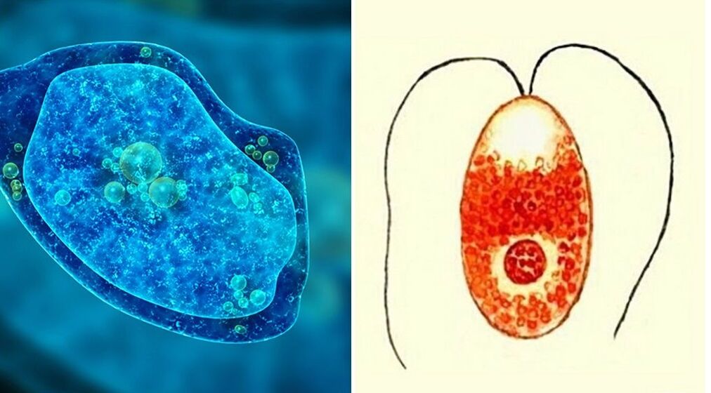 parasit protozoa amuba disentri dan plasmodium malaria