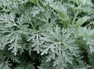 Wormwood melawan cacing