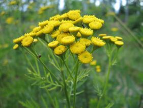 Tansy untuk menghilangkan parasit dari tubuh