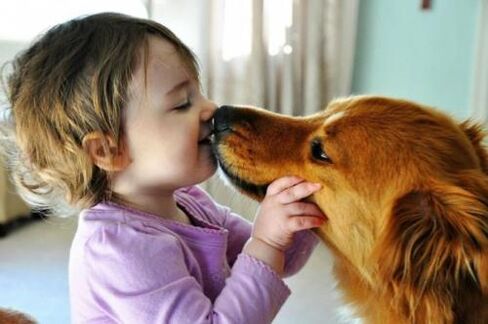 infeksi cacing dari anjing